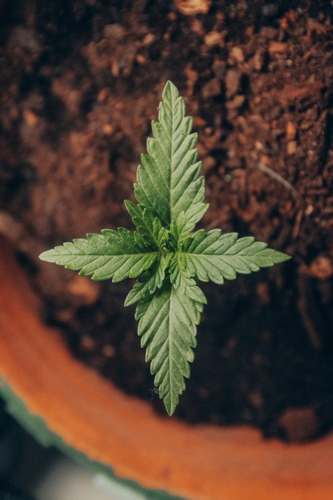 green leaf in brown pot