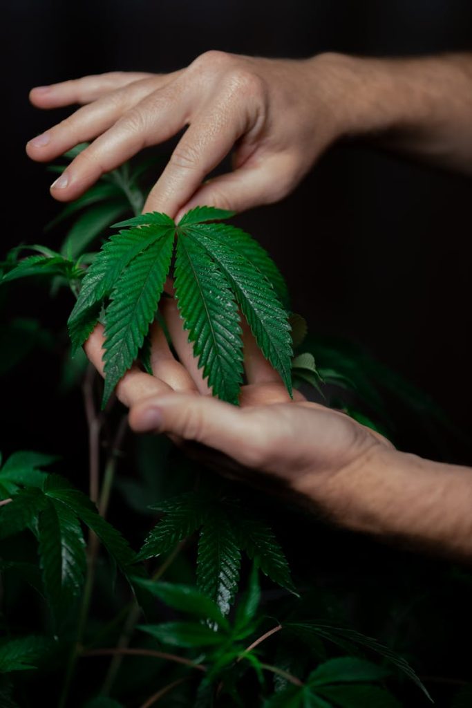 Close-up of hands gently holding a fresh cannabis leaf under a dark background.