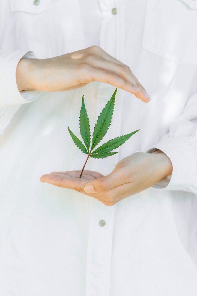 Close-up of hands carefully holding a single cannabis leaf, symbolizing care.
