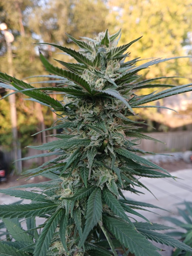 A close up of a marijuana plant in a field